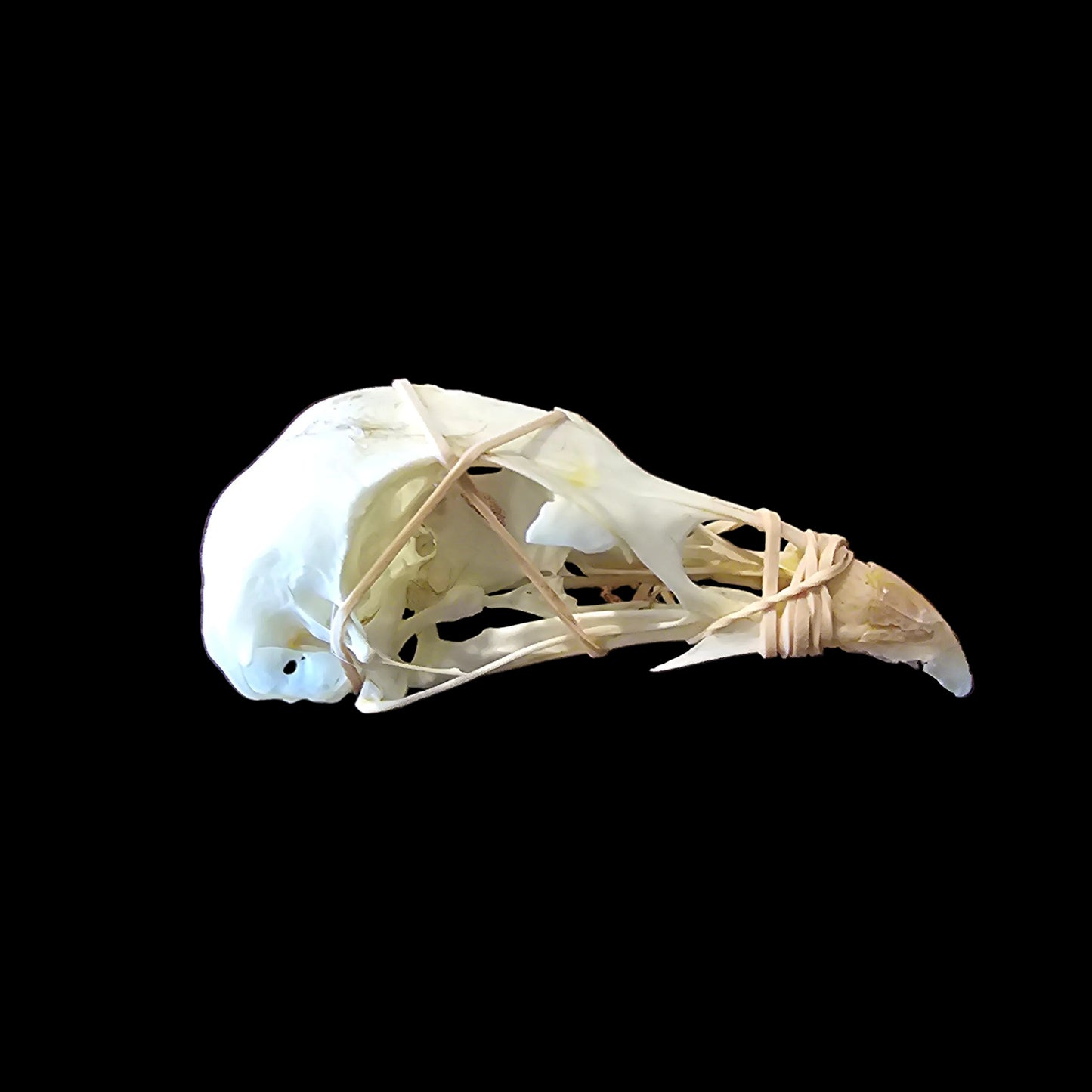 Pheasant Skull