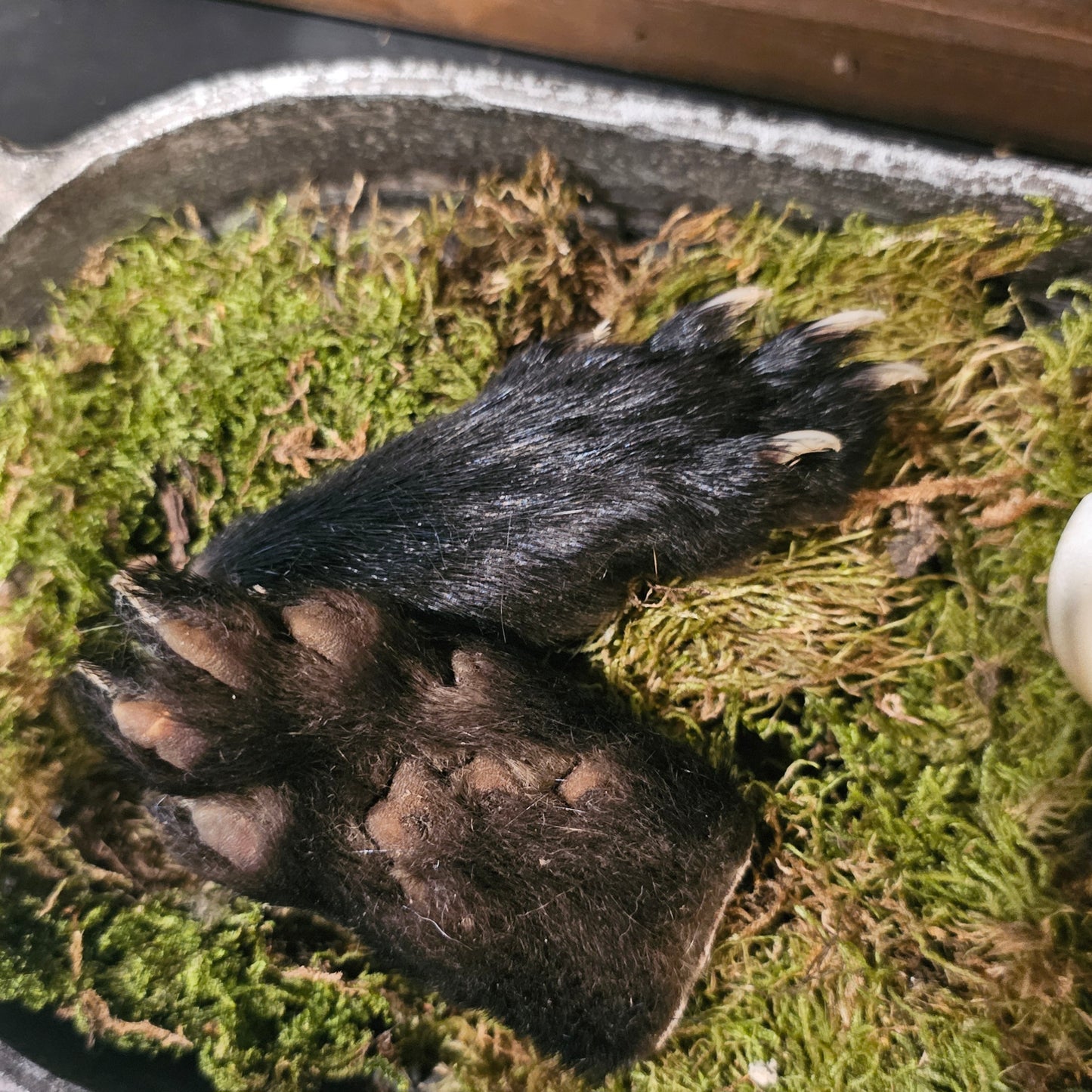Fisher Cat Paw