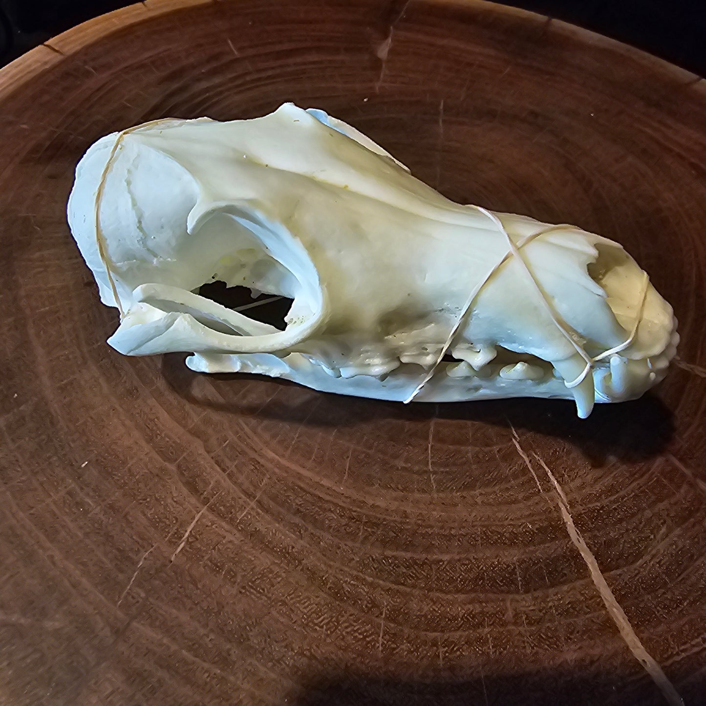 Fox Skull