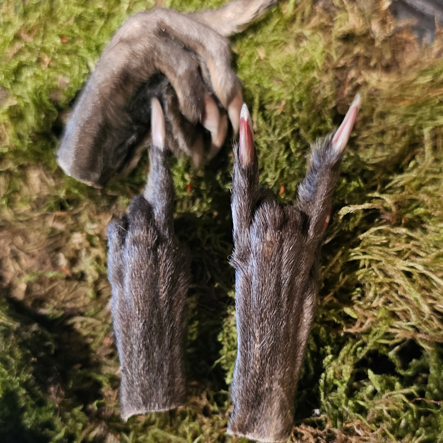 Muskrat Paw Posed