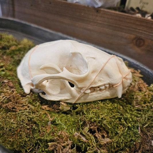 Raccoon Skull