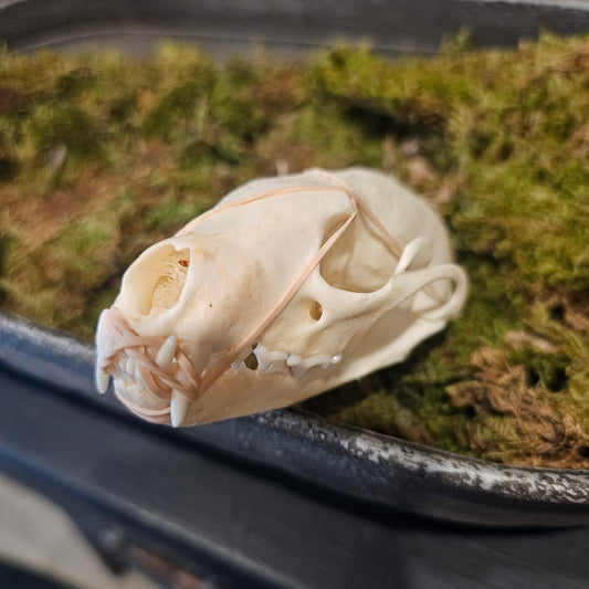 Fisher Cat Skull