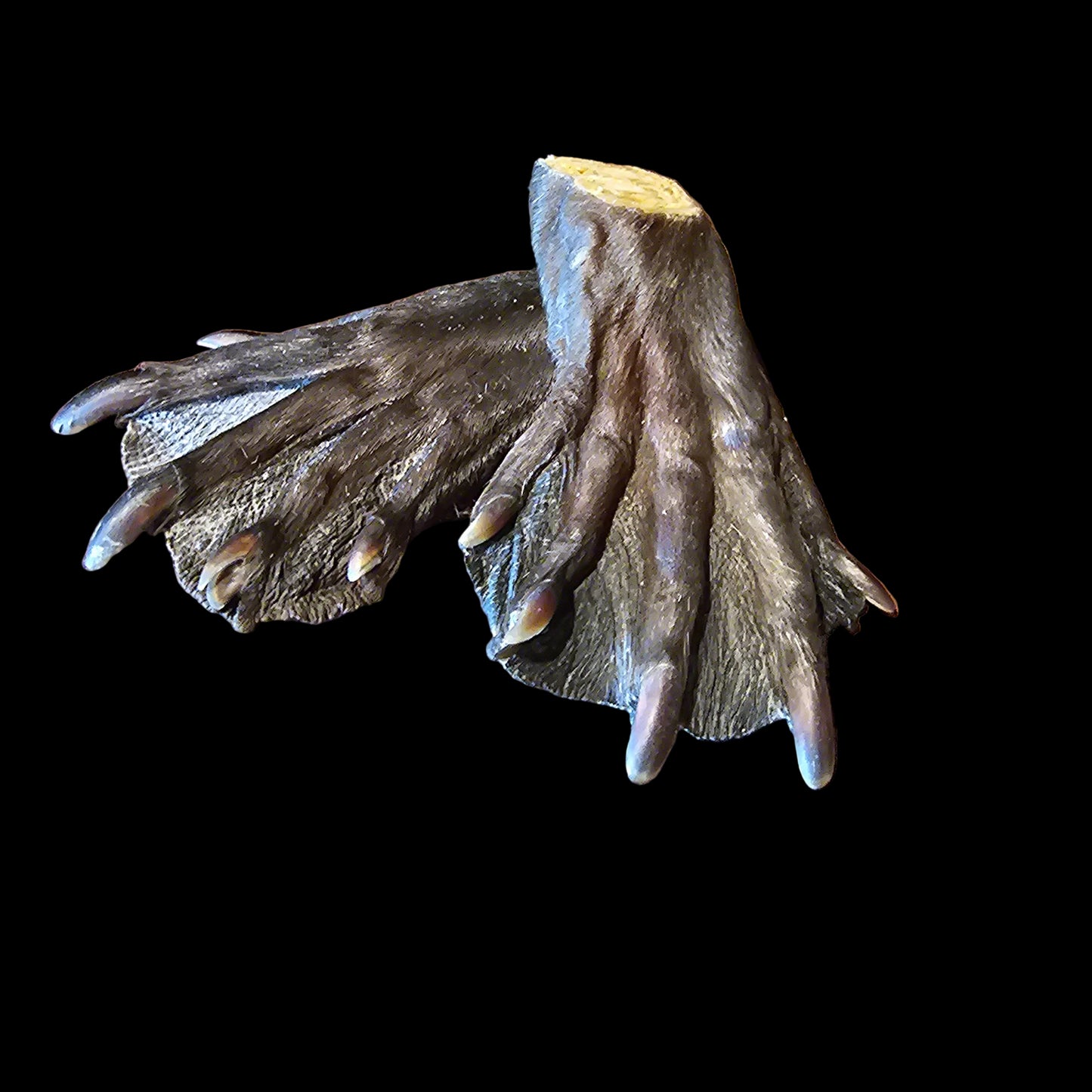 Beaver Paw (Hind Foot)