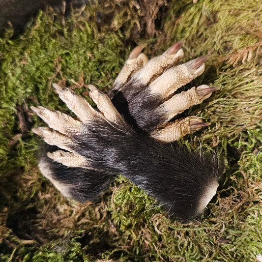 Possum Paw