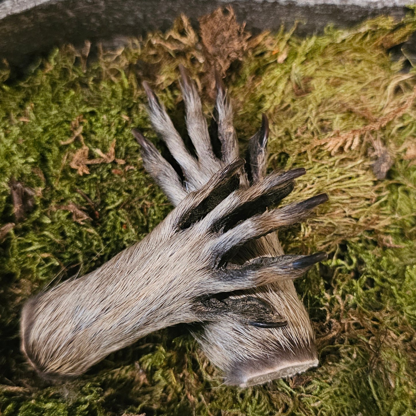Raccoon Paw