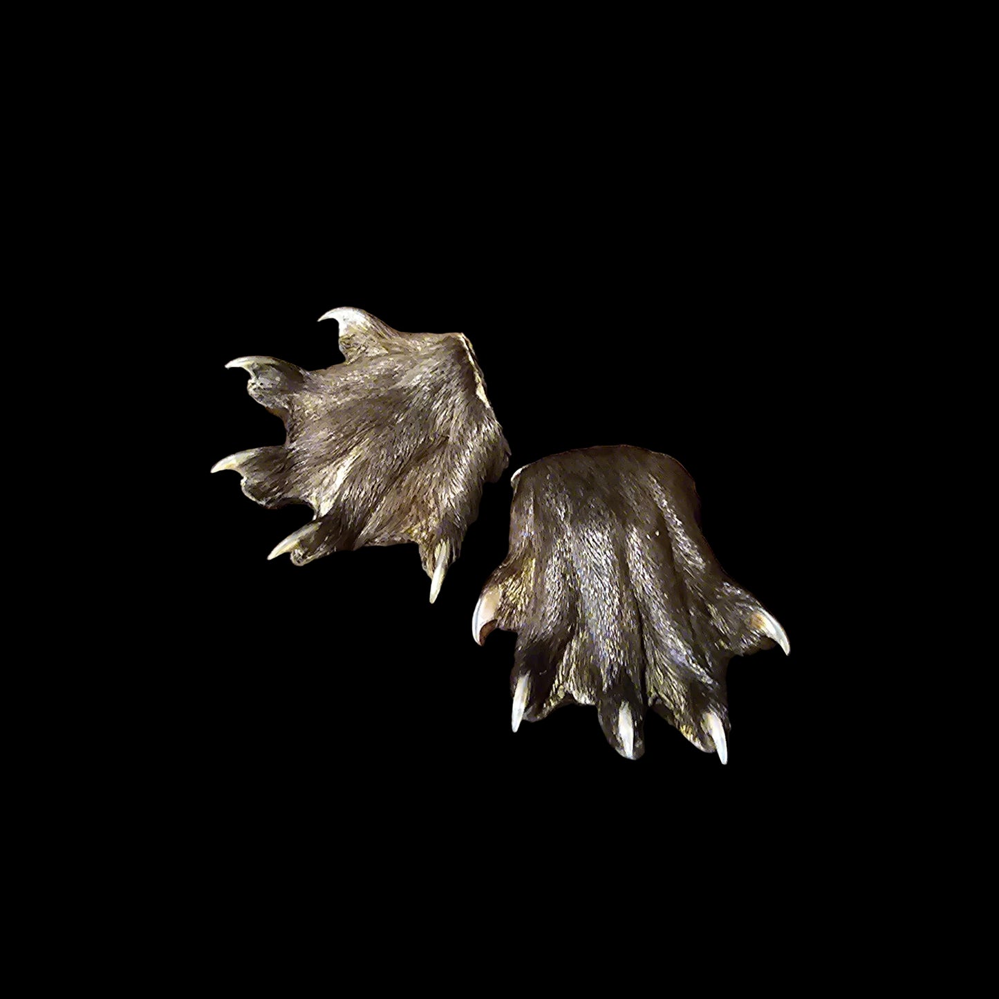 Otter Paw