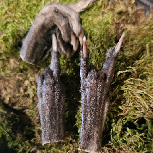 Muskrat Paw Posed