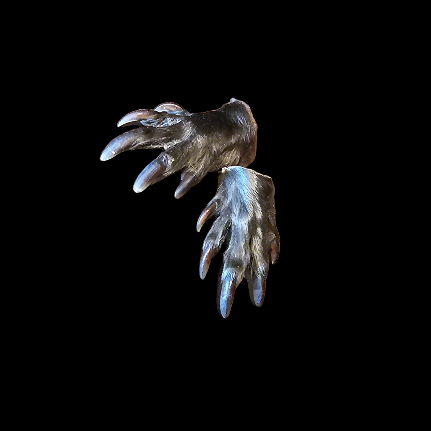 Beaver Paw (Forepaw)