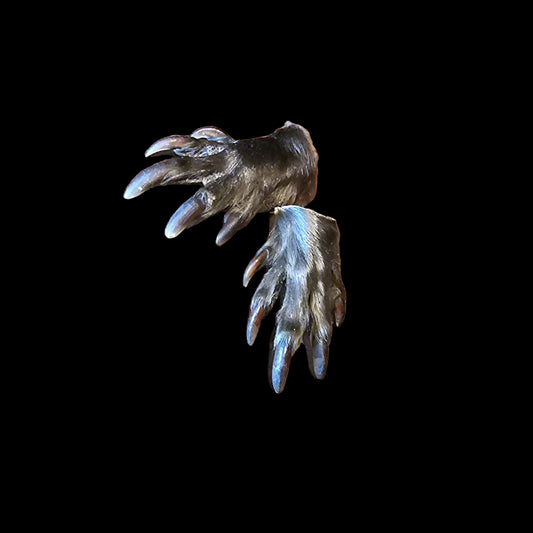 Beaver Paw (Forepaw)