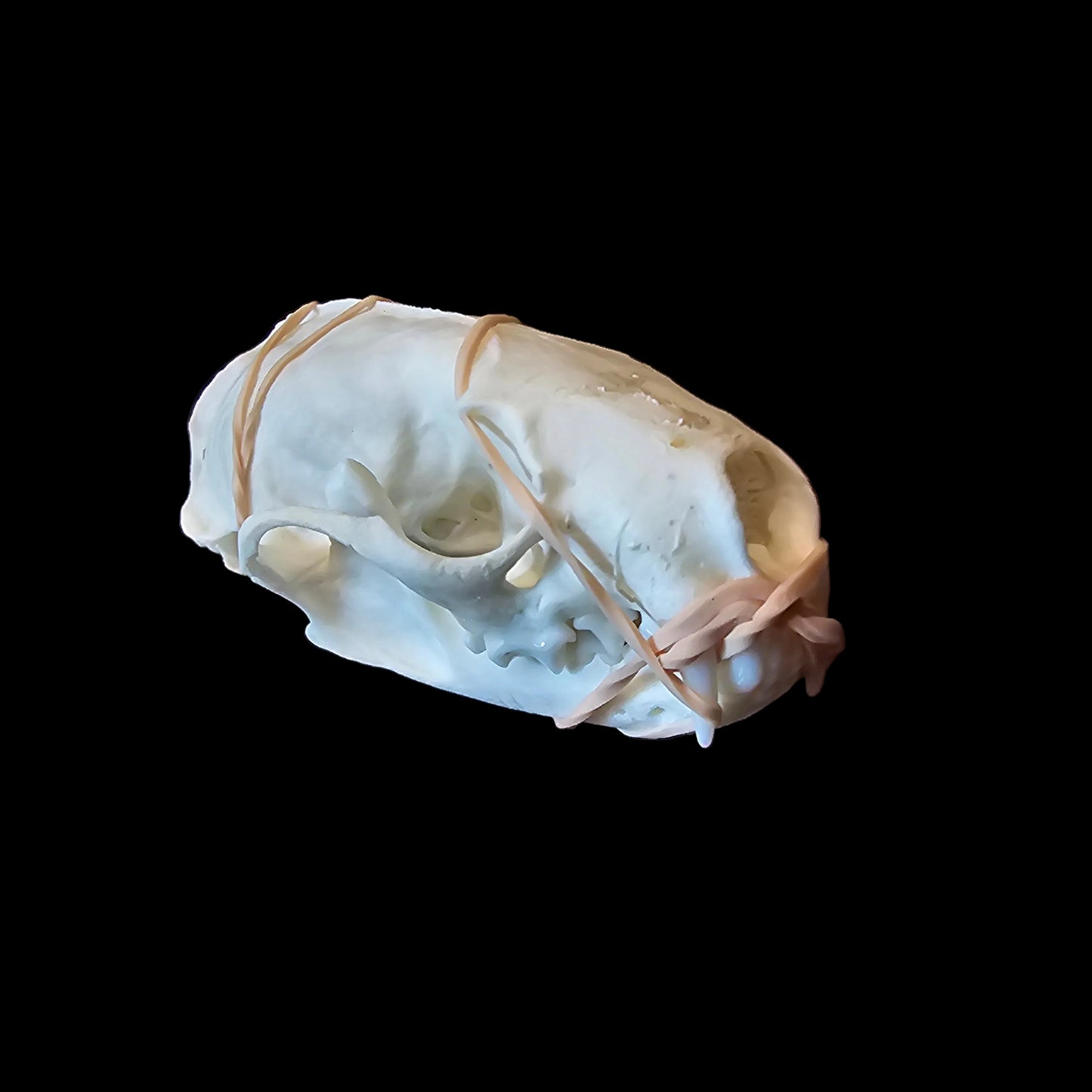 Mink Skull