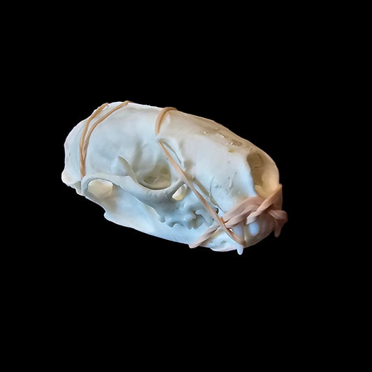 Mink Skull