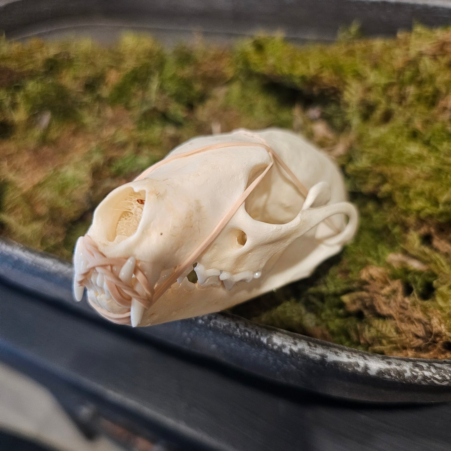 Fisher Cat Skull