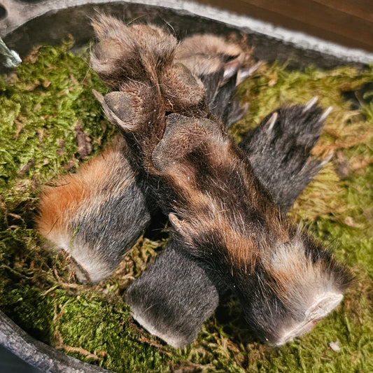 Fox Paw