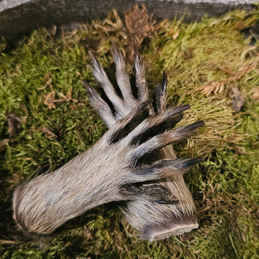 Raccoon Paw