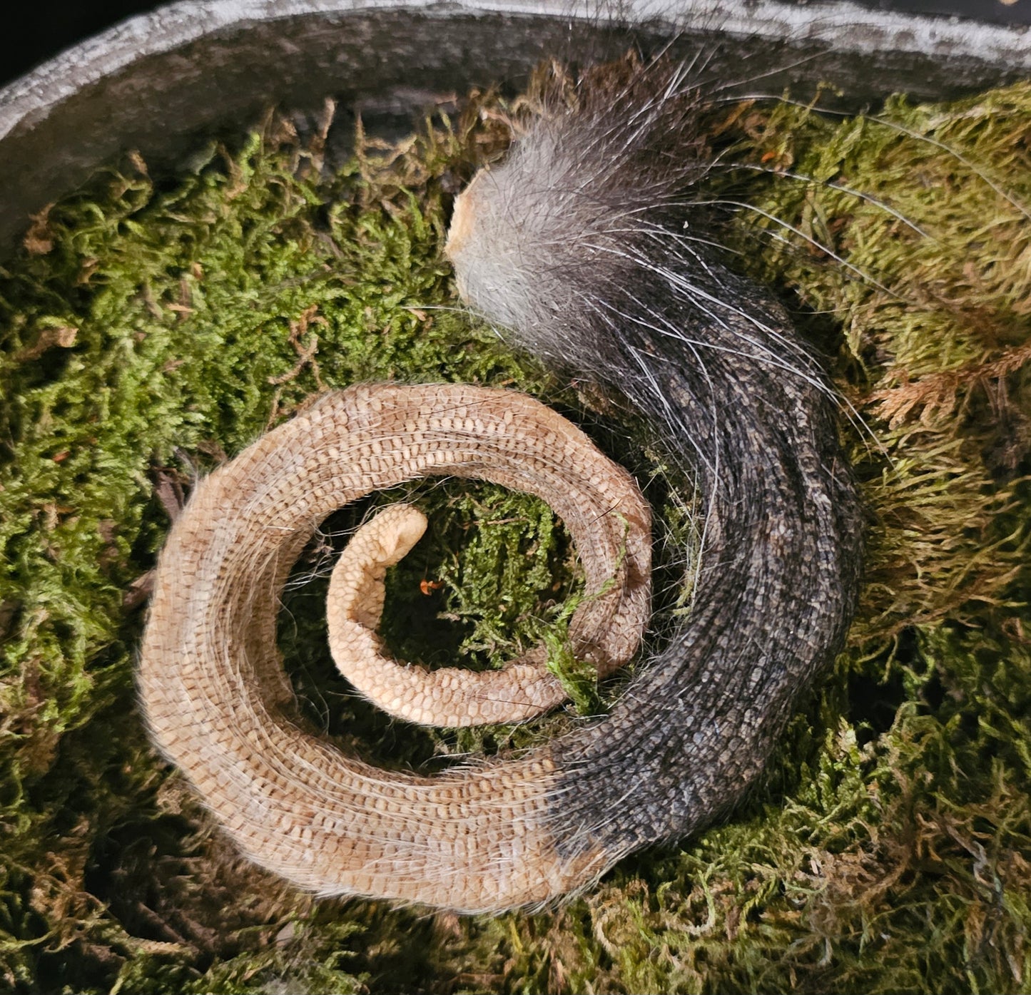 Possum Tail