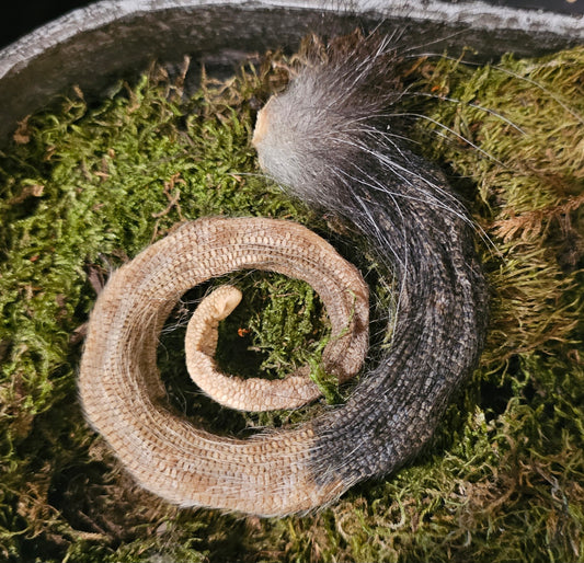 Possum Tail